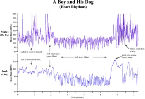 The human heart rhythm reaching the dog's