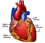 The left and right ears (atria) of the heart