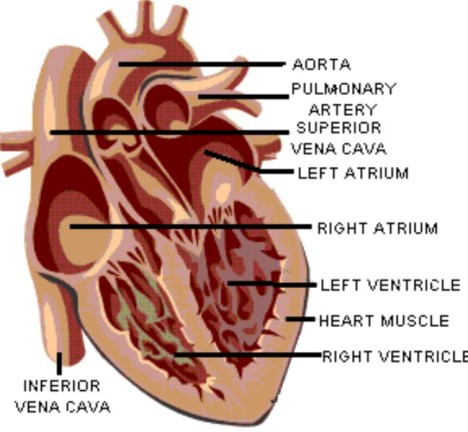 Heart's inner structure
